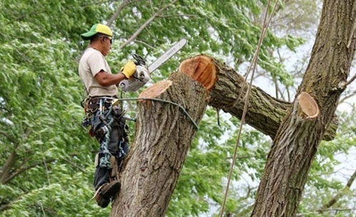 Cutting Trees