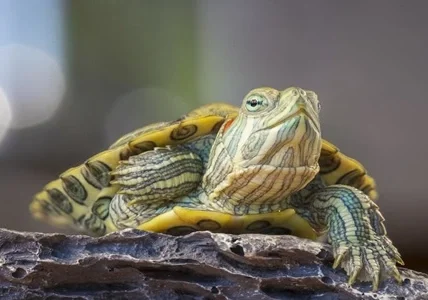 Turtle as a Pet
