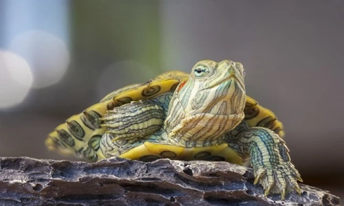 Turtle as a Pet