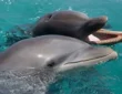 Communicate with Dolphins