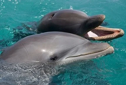 Communicate with Dolphins