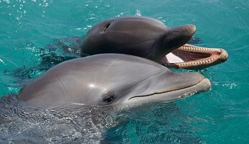 Communicate with Dolphins