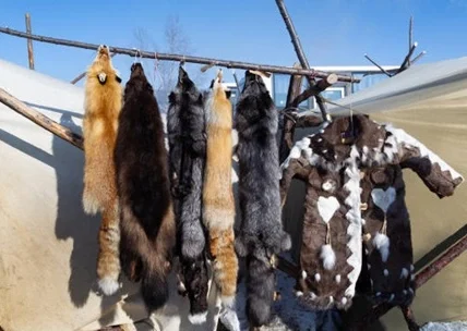 Kill Animals for Coats Now