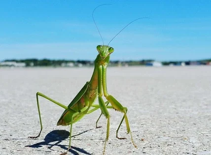 Kill a Praying Mantis