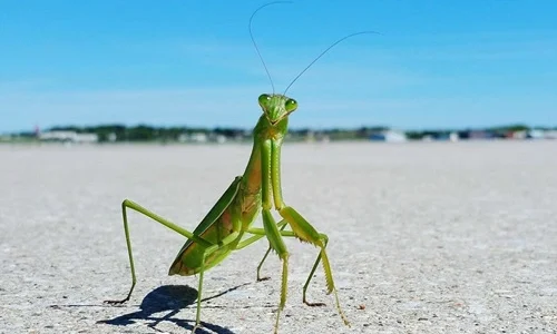 Kill a Praying Mantis