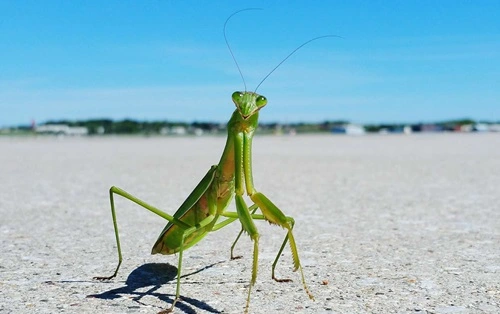 Kill a Praying Mantis