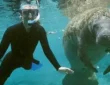 Pet a Manatee