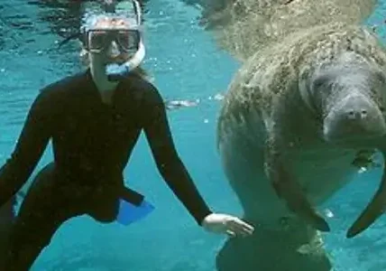 Pet a Manatee