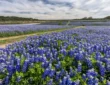 Pick a Bluebonnet