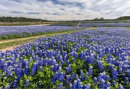 Pick a Bluebonnet