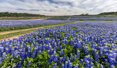 Pick a Bluebonnet