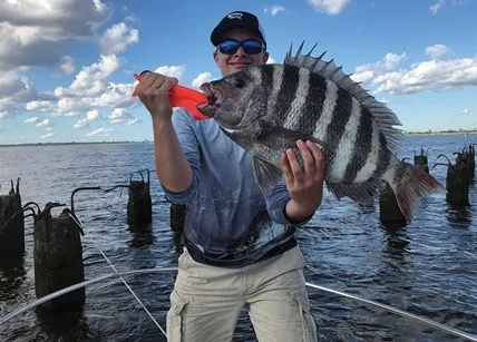 Sheepshead