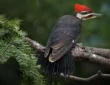 Woodpecker