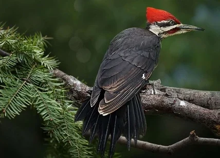 Woodpecker