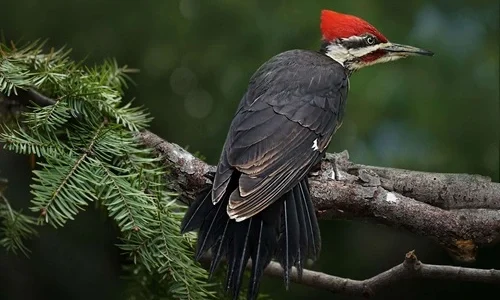 Woodpecker