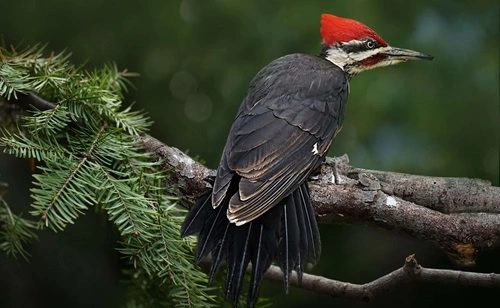 Woodpecker 